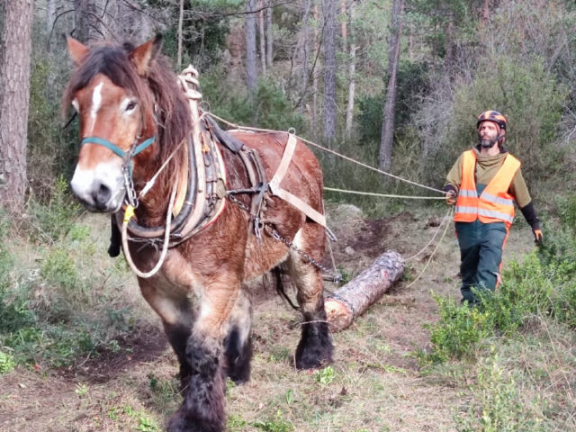 El_Parc_Natural_dels_Ports_lidera_un_projecte_per_potenciar_boscos_madurs_i_promoure_la_biodiversitat_forestal.jpg