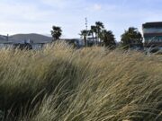 Prealerta a Castelldefels per ventades fortes entre dijous i dissabte